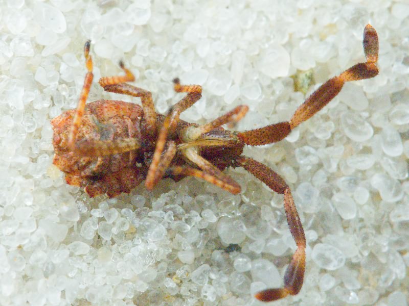 Coreus marginatus (Linnaeus, 1758)